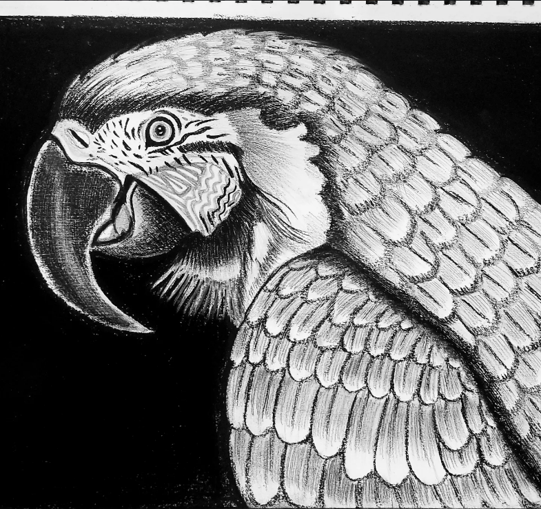 Pencil sketch 5
